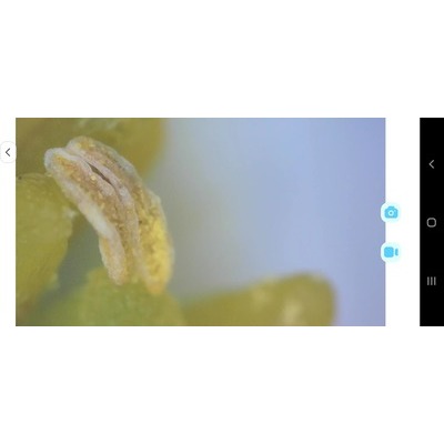 Microscopio smart Diprogress BL-DDL-M1A colore bianco